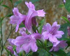 Imagem de Strobilanthes cusia (Nees) O. Kuntze