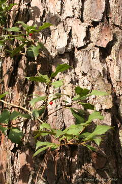 Image of American holly