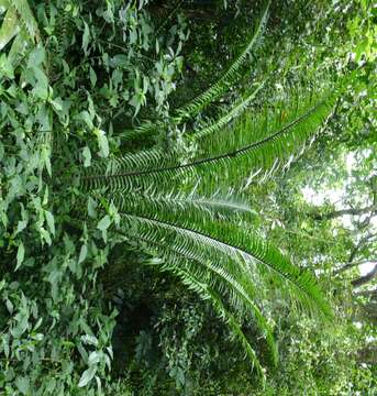 Image of Ground Cycad