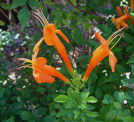 Image of Cape honeysuckle