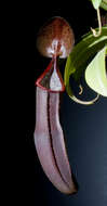 Image of Nepenthes sanguinea Lindl.