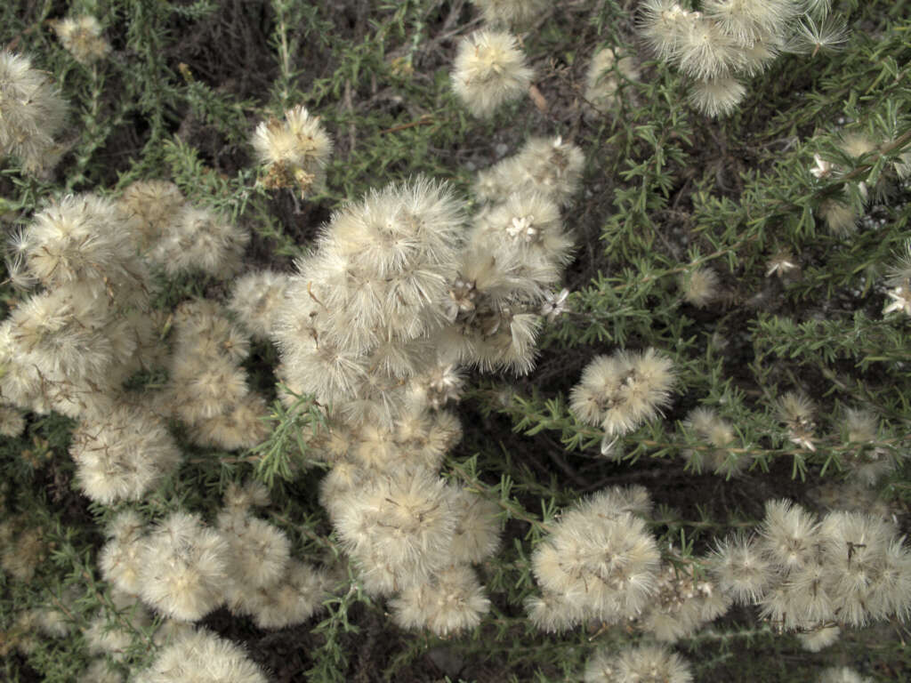 Image of California goldenbush