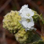 Image of Varronia truncata (Fresen.) A. Borhidi