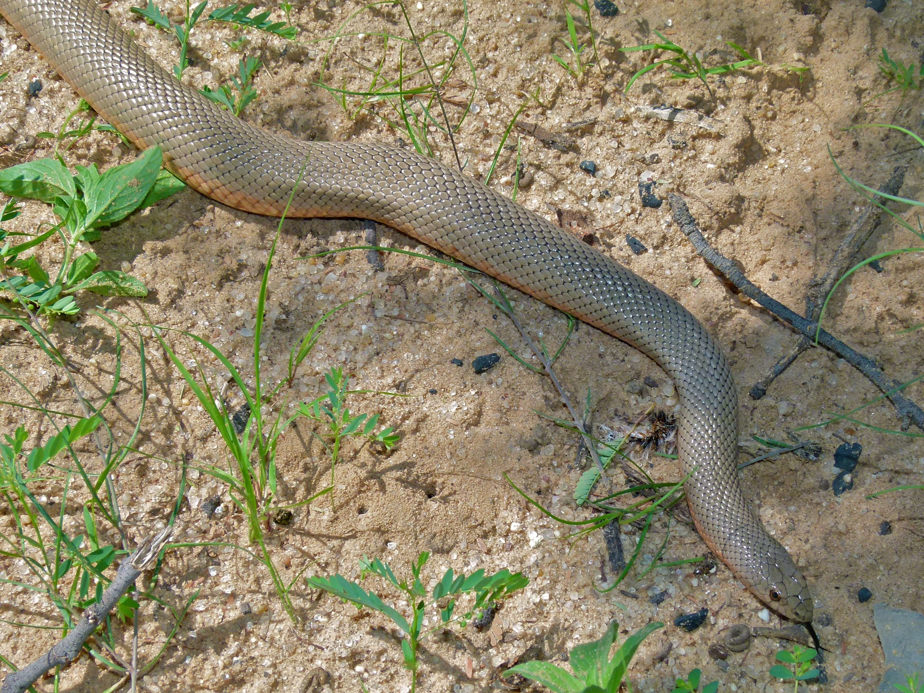 Image of Pseudaspis Fitzinger 1843