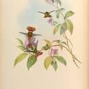 صورة Lophornis gouldii (Lesson & R 1832)