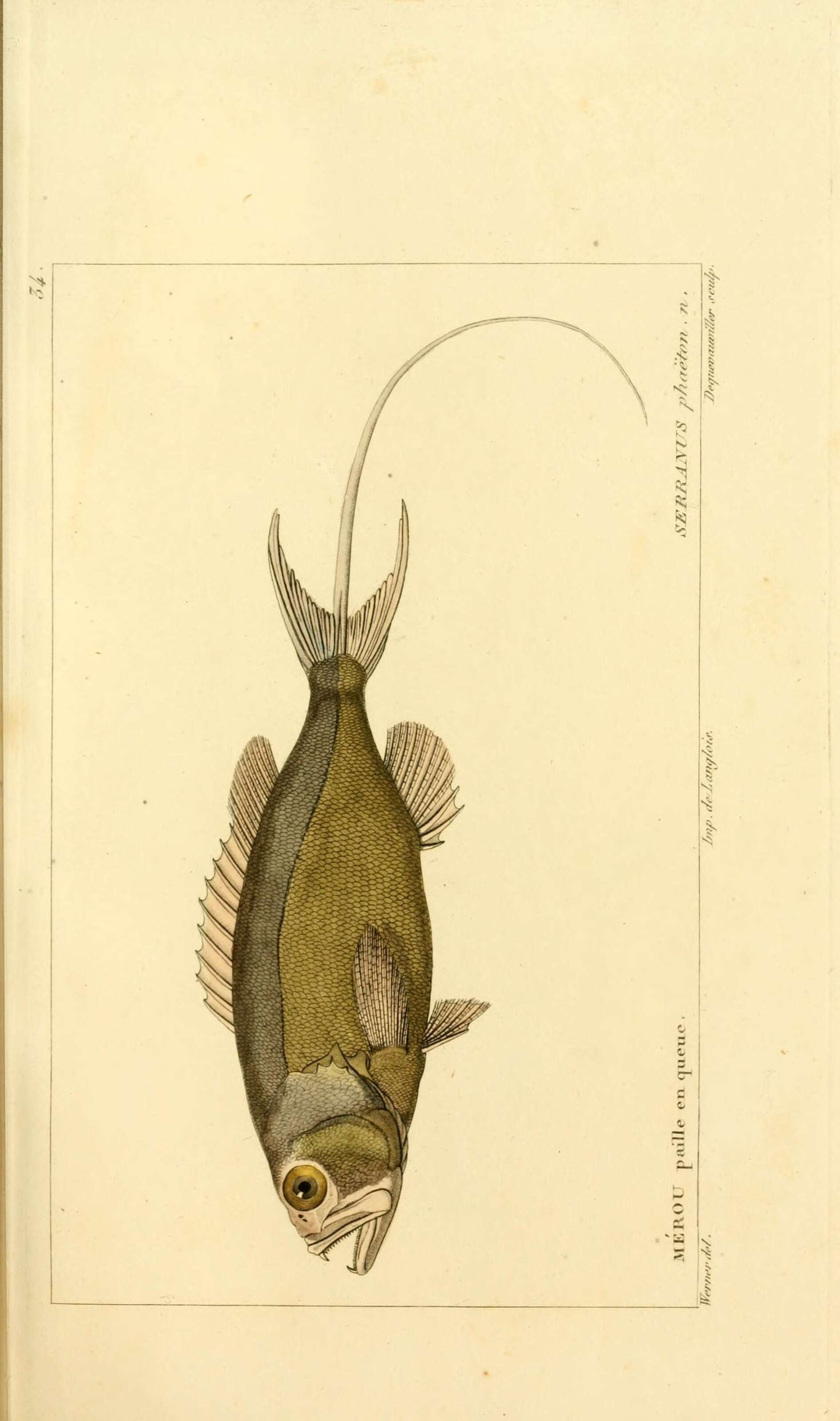 Image of <i>Serranus phaeton</i>
