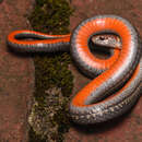 Image of Northern redbelly snake