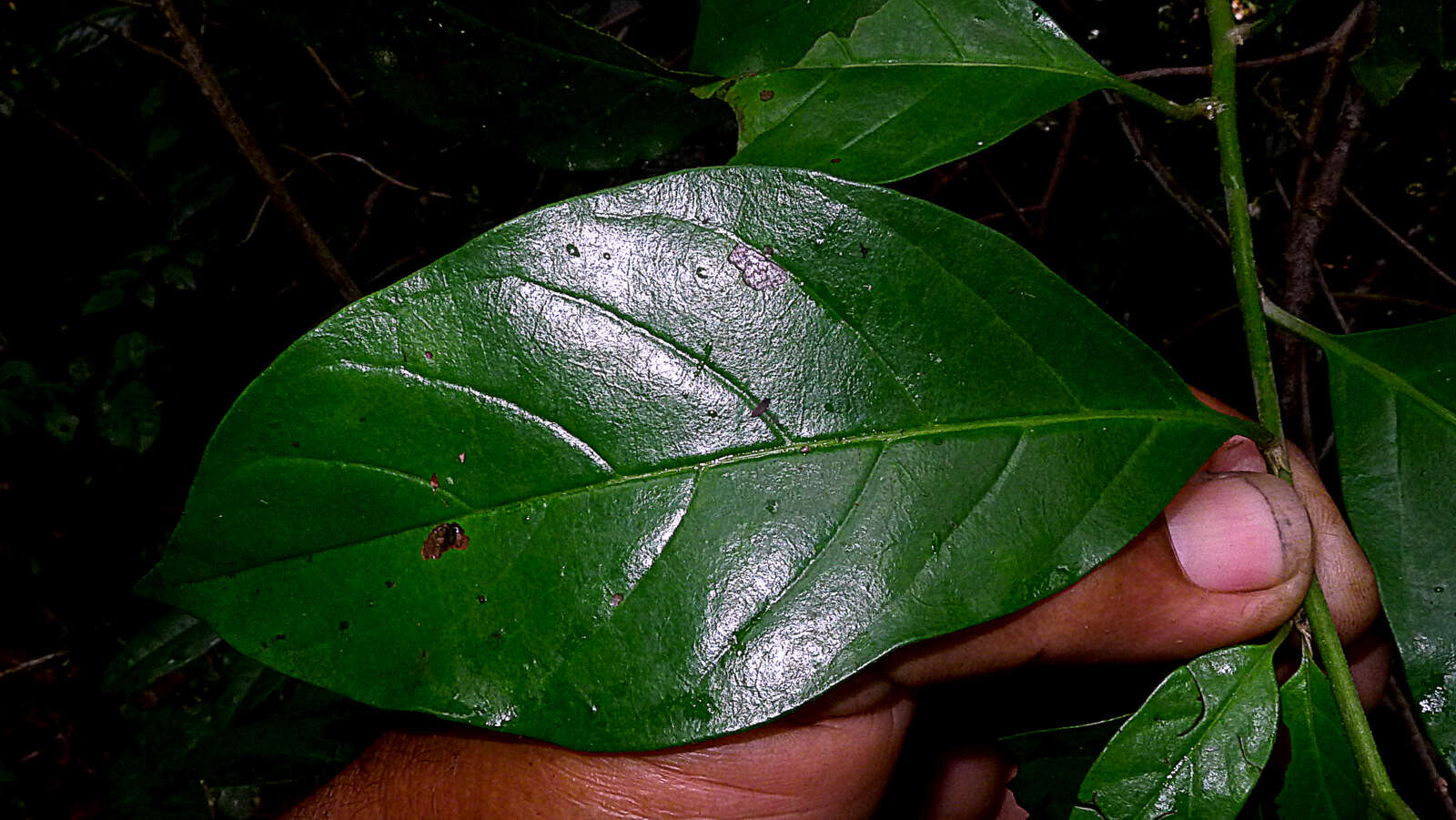 Imagem de Tournefortia bicolor Sw.