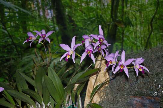 Image of laelia