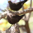 Imagem de Pinarornis plumosus Sharpe 1876