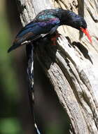 Image of woodhoopoes