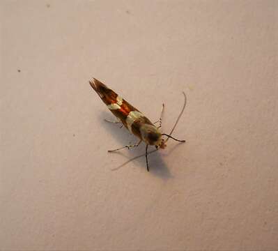 Image of shiny head-standing moths