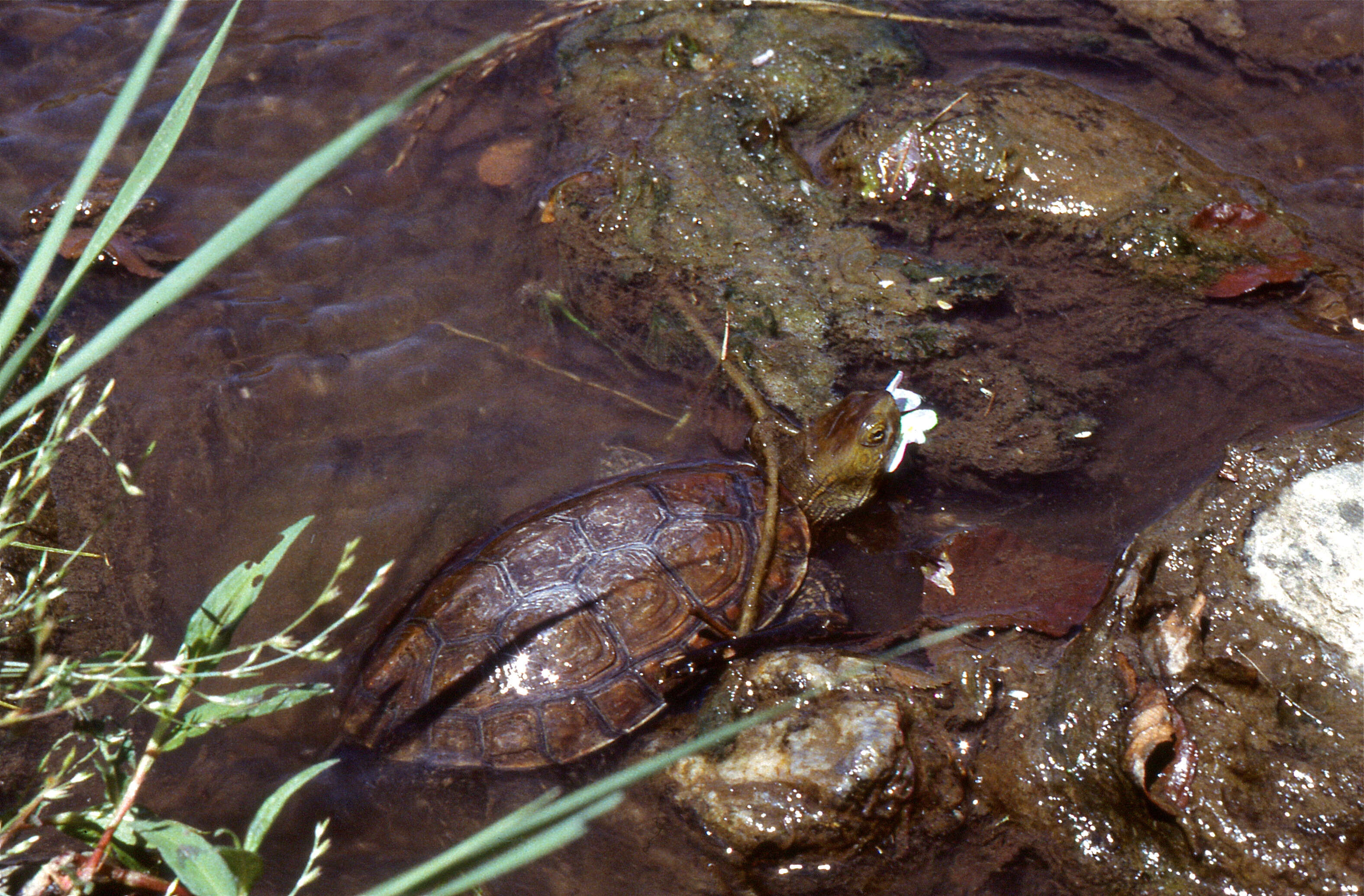 صورة Mauremys leprosa (Schweigger 1812)