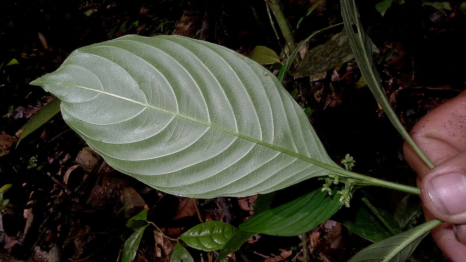 Image of Palicourea racemosa (Aubl.) Borhidi