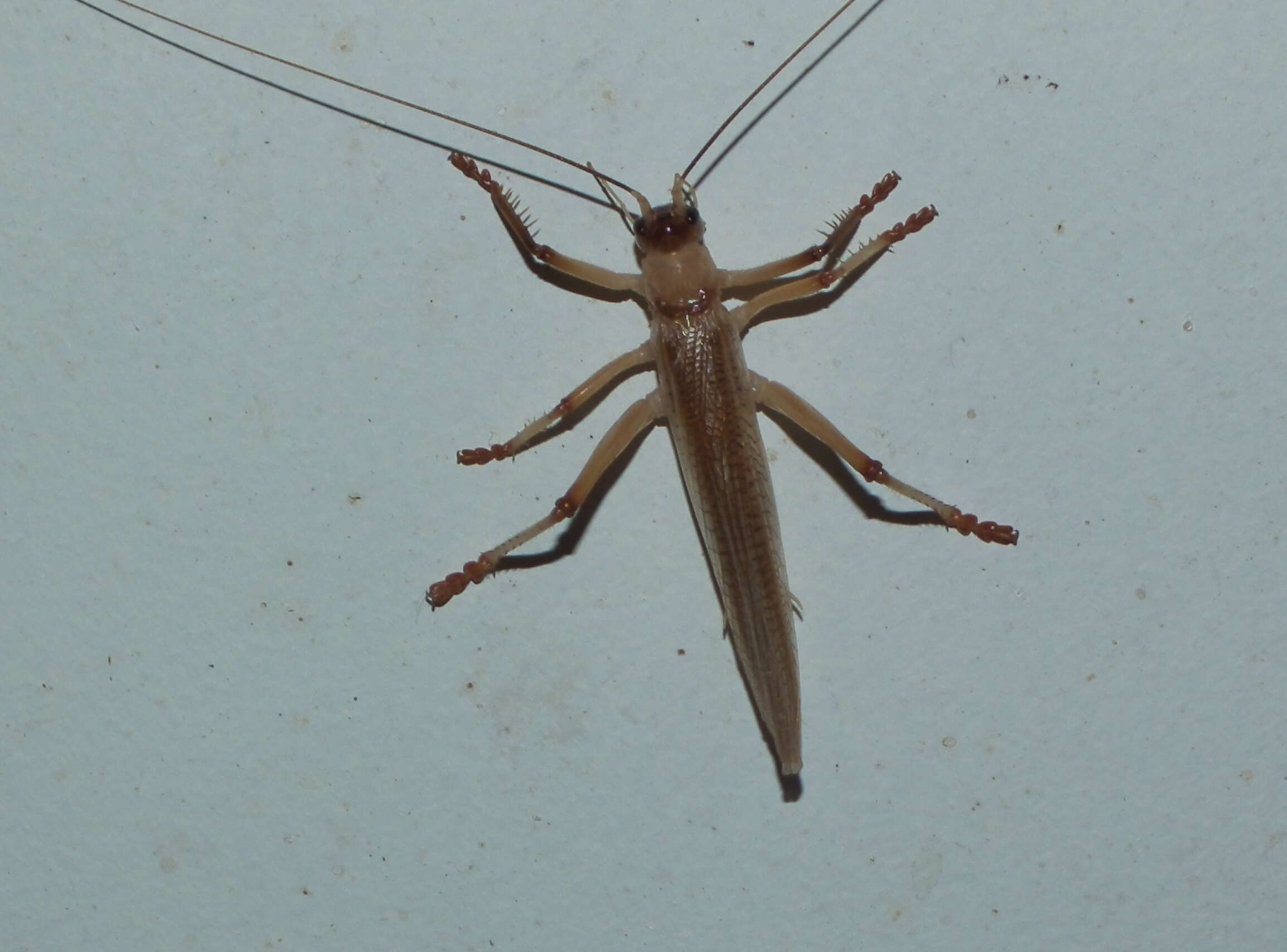 Image of Stenopelmatoidea