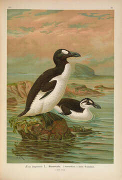 Sivun Pinguinus Bonnaterre 1791 kuva