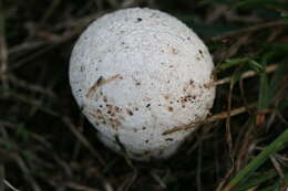 Image of Calvatia lilacina (Mont. & Berk.) Henn. 1904