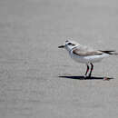 Image of Charadrius alexandrinus nivosus