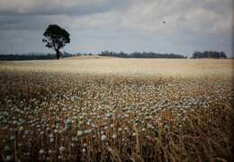 Image of poppy