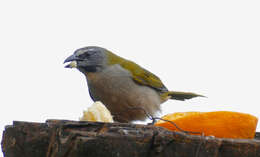 Image of Buff-throated Saltator