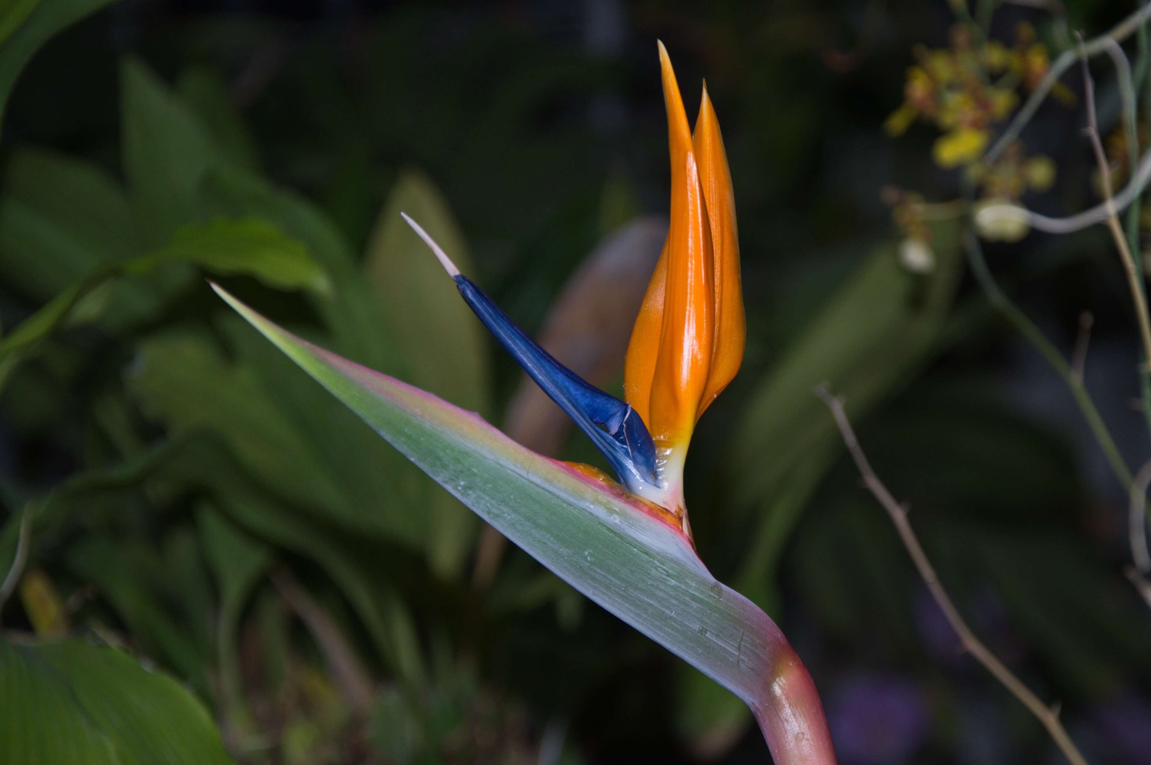 Image de Strelitzia reginae Banks