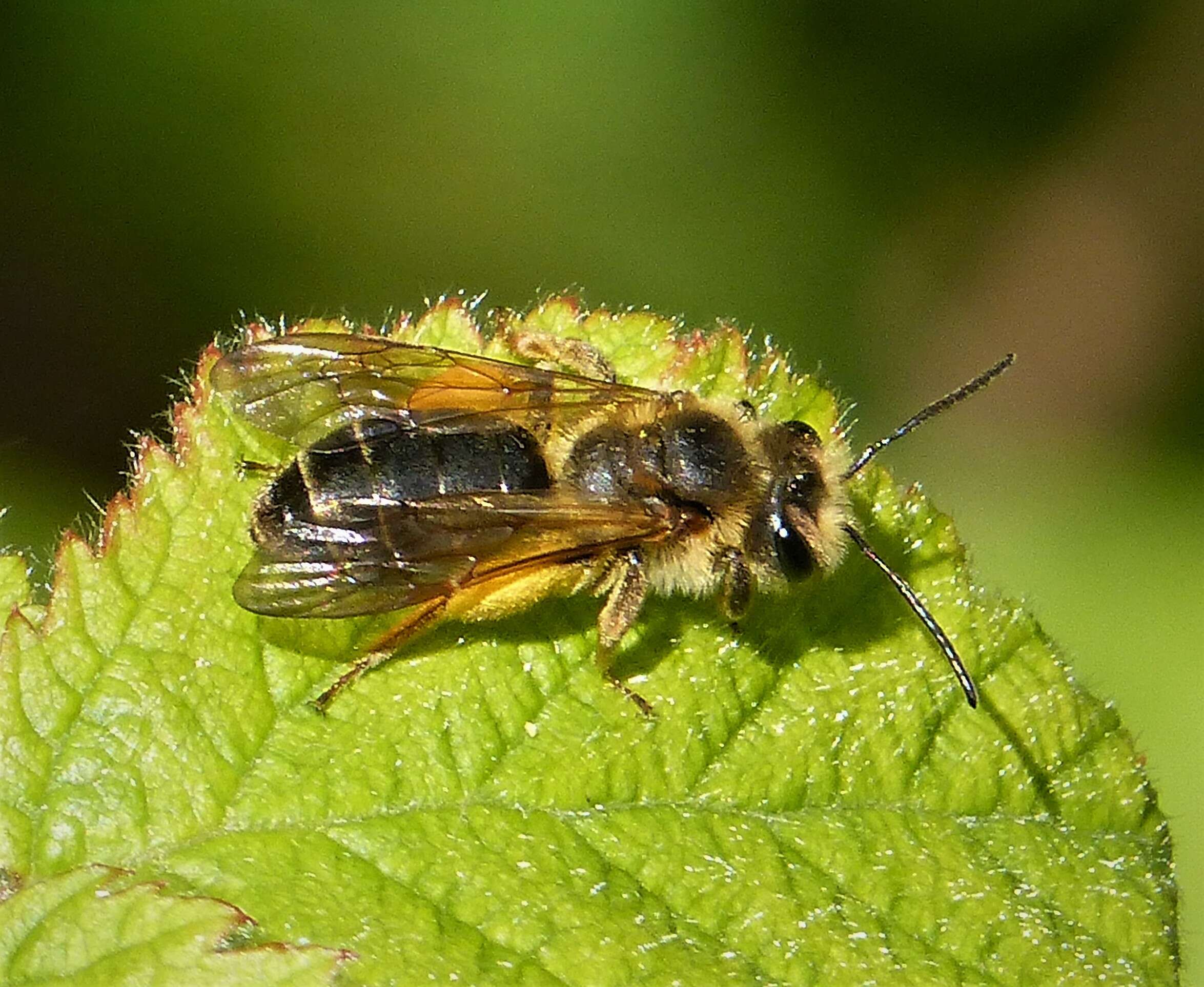 Image of Andrena bucephala Stephens 1846