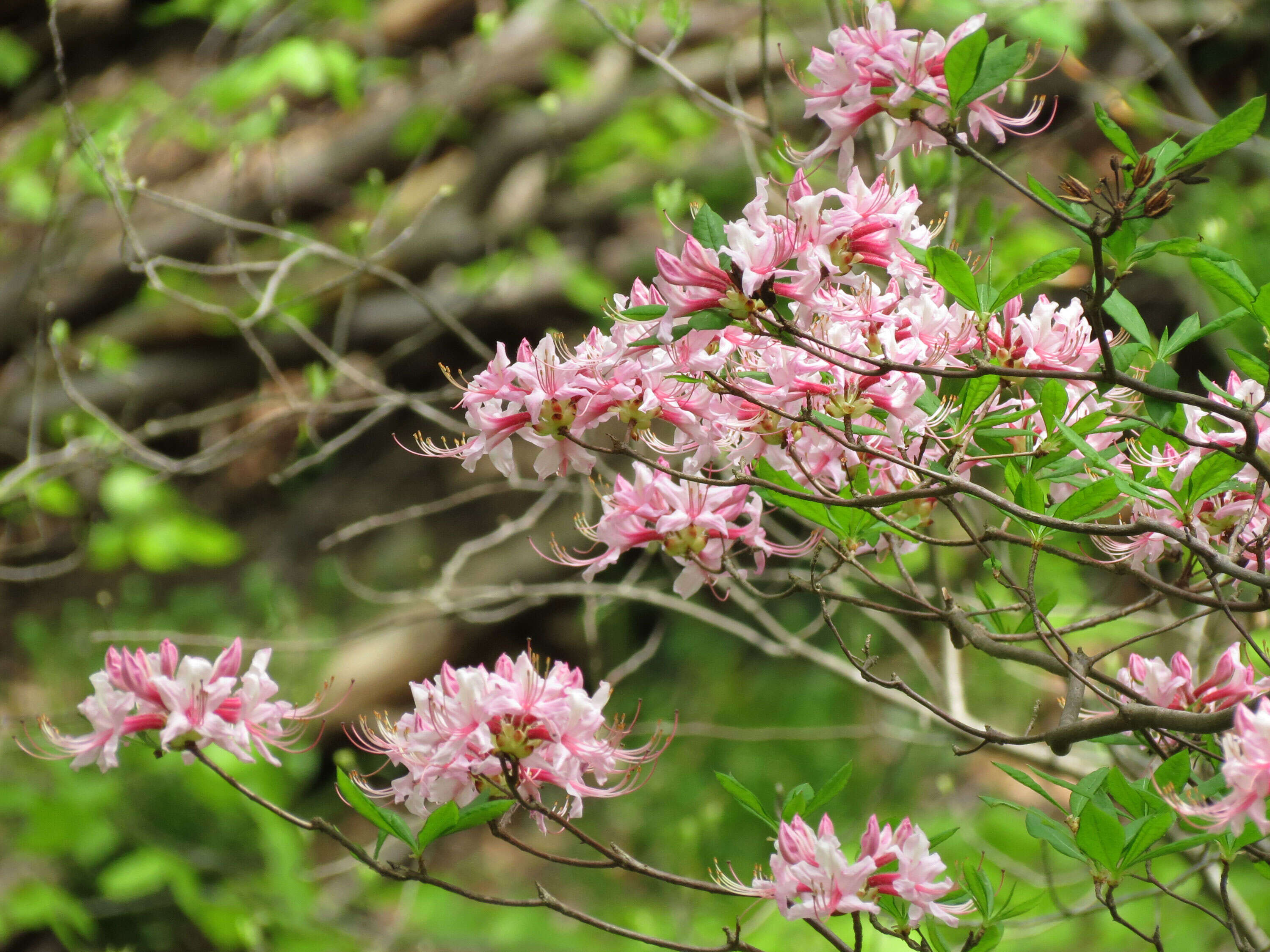 صورة Rhododendron periclymenoides (Michx.) Shinners