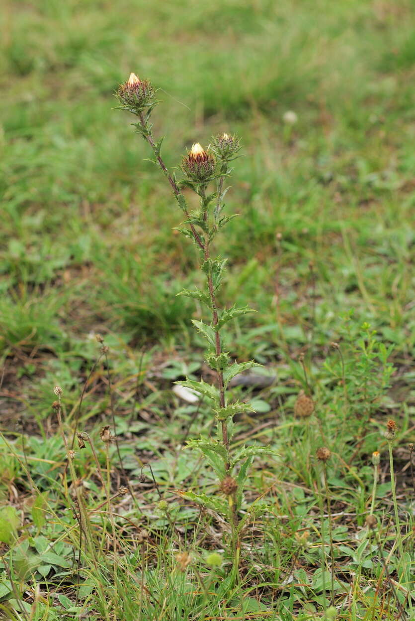 Image of carline thistle