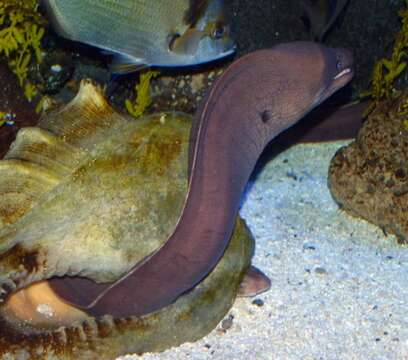 Image of Brown Moray