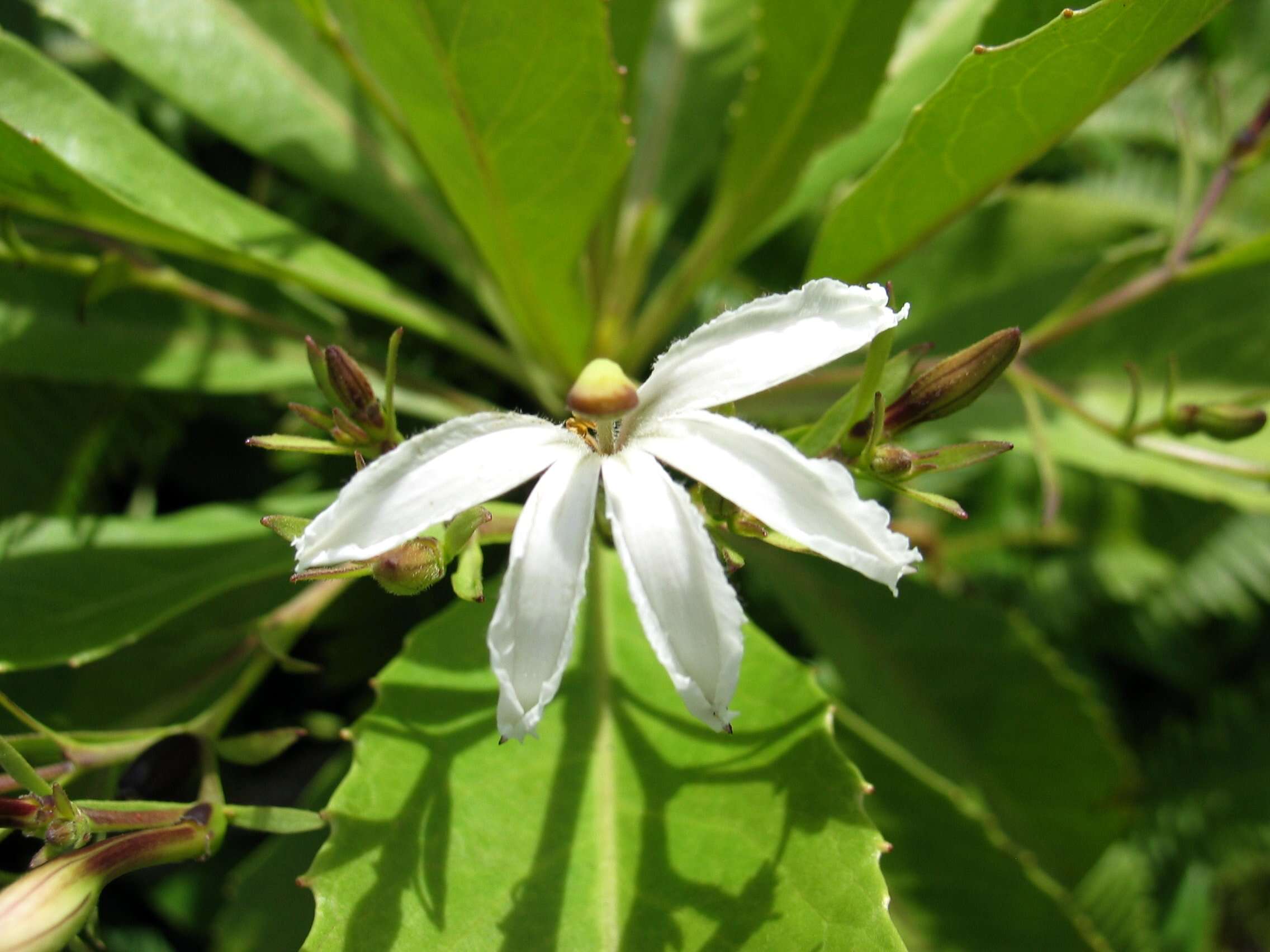 Image of naupaka kuahiwi