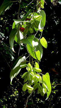 Dioscorea marginata Griseb.的圖片