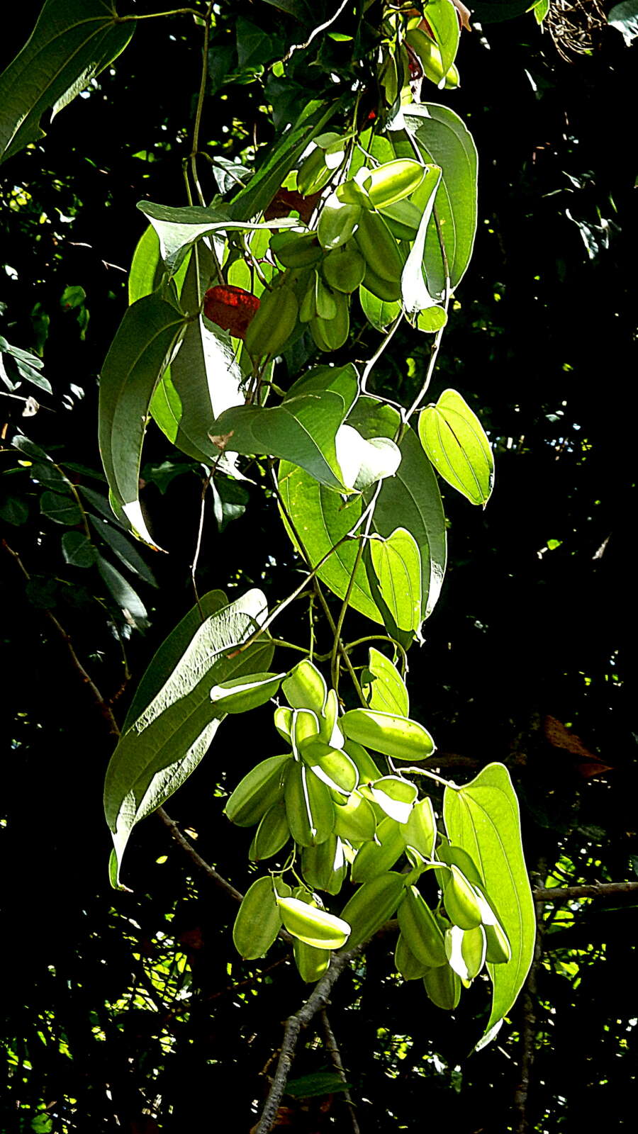 Image of Dioscorea marginata Griseb.