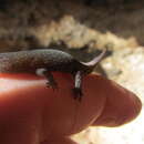 Image of Antigua Least Gecko