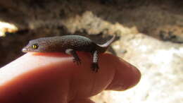 Image of Ocellated Gecko