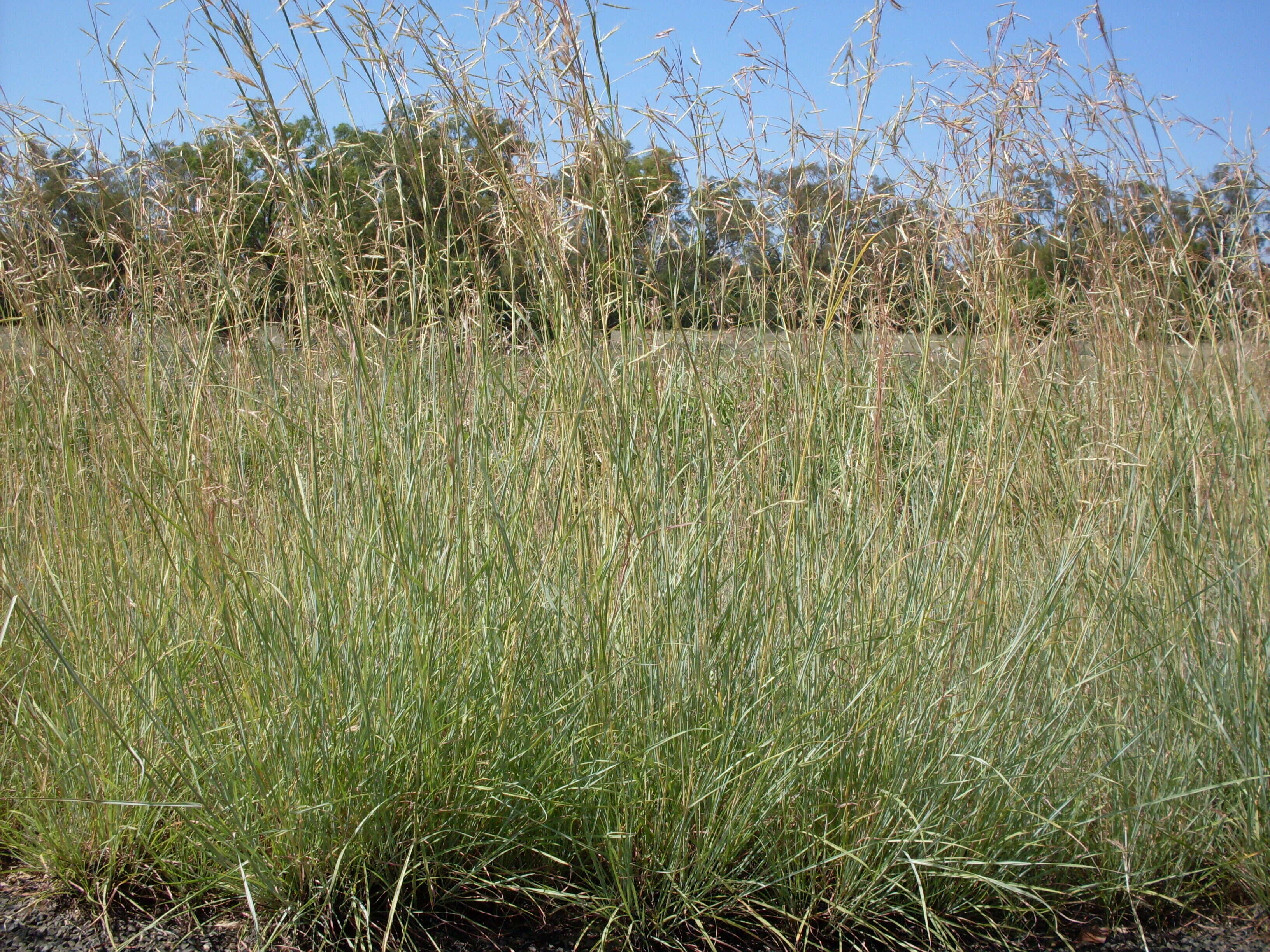 Image of thatching grass