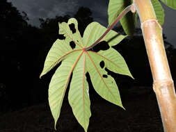 Image of trumpet tree