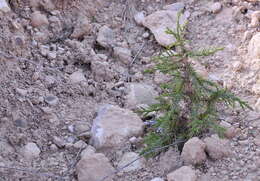 Imagem de Juniperus thurifera L.