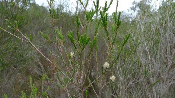 Image of Melaleuca parvistaminea N. B. Byrnes