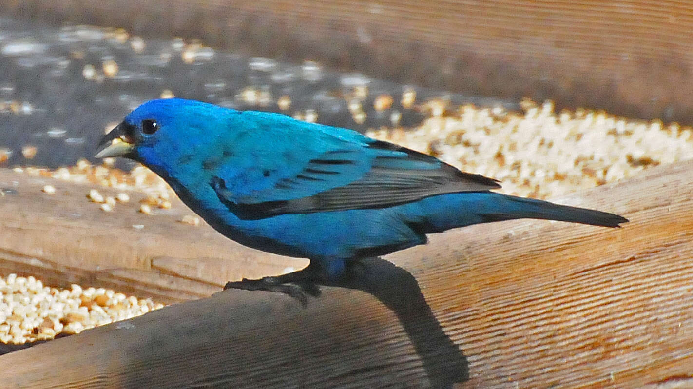 Image of Indigo Bunting