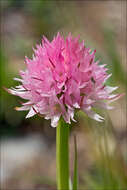 Image of Gymnadenia widderi (Teppner & E. Klein) Teppner & E. Klein