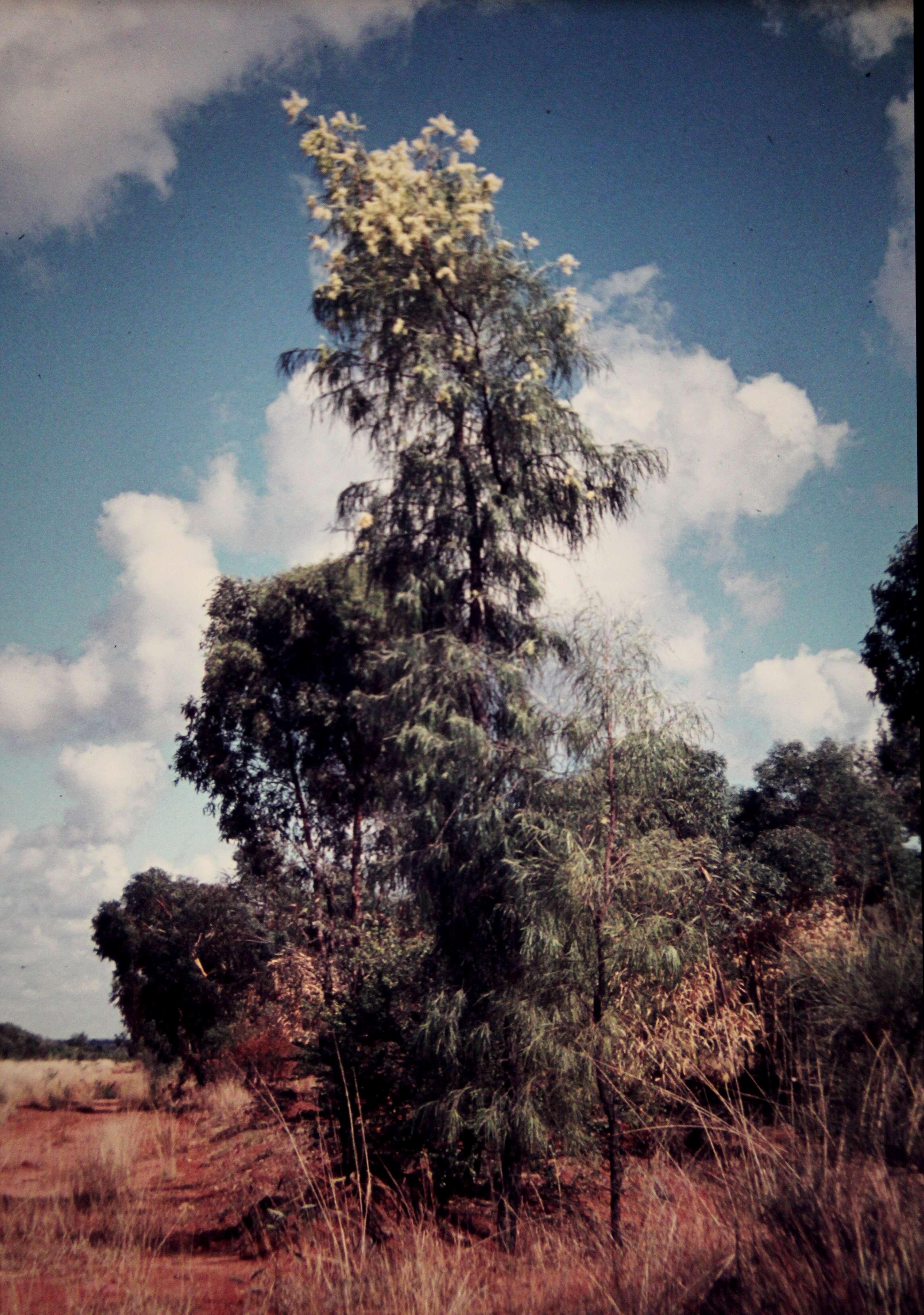 Image of Grevillea parallela Knight