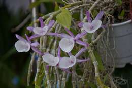 Image de Dendrobium polyanthum Wall. ex Lindl.