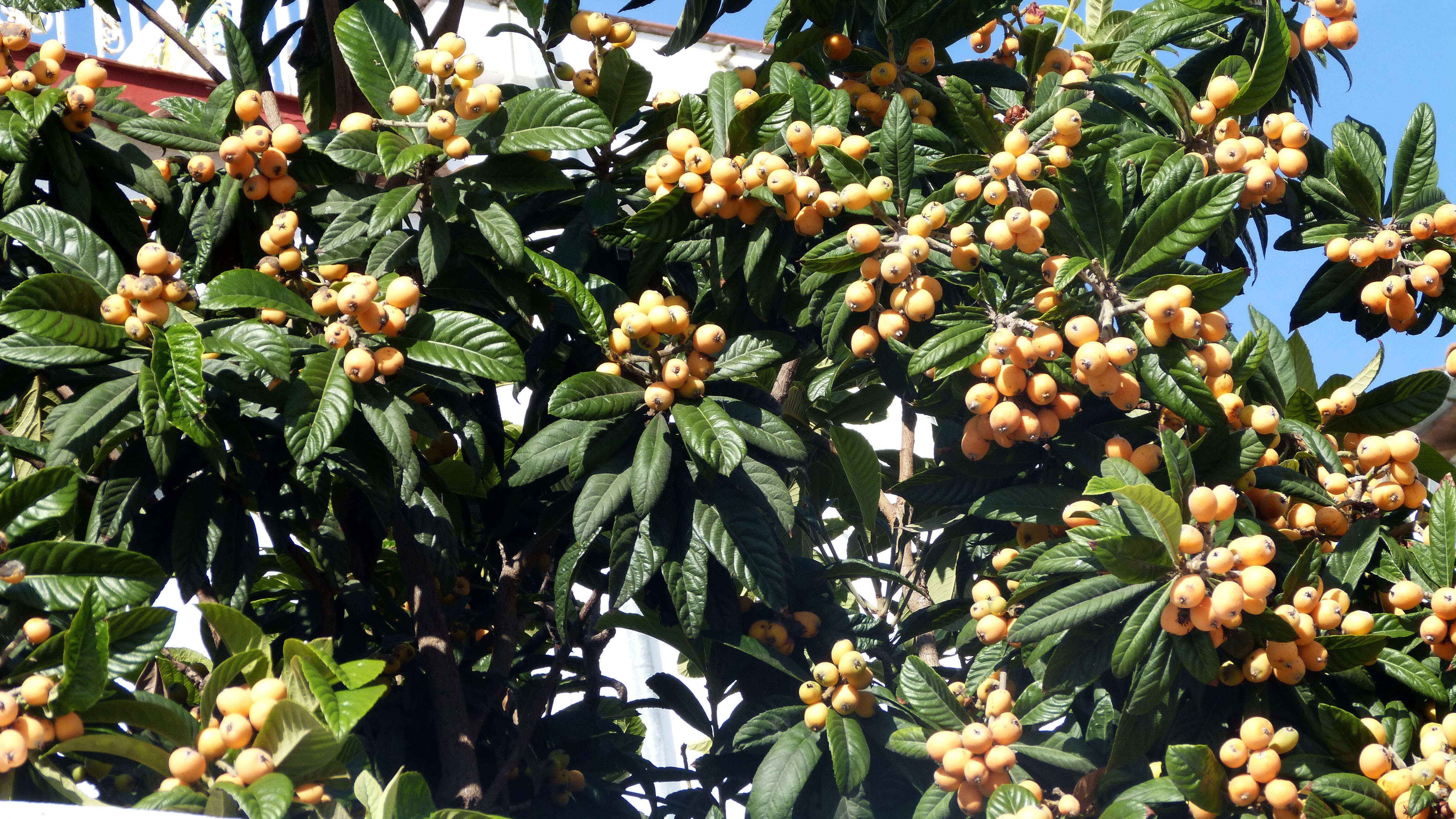 Image of Loquats