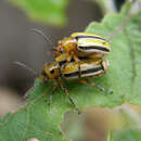Image of Striped cucumber beetle