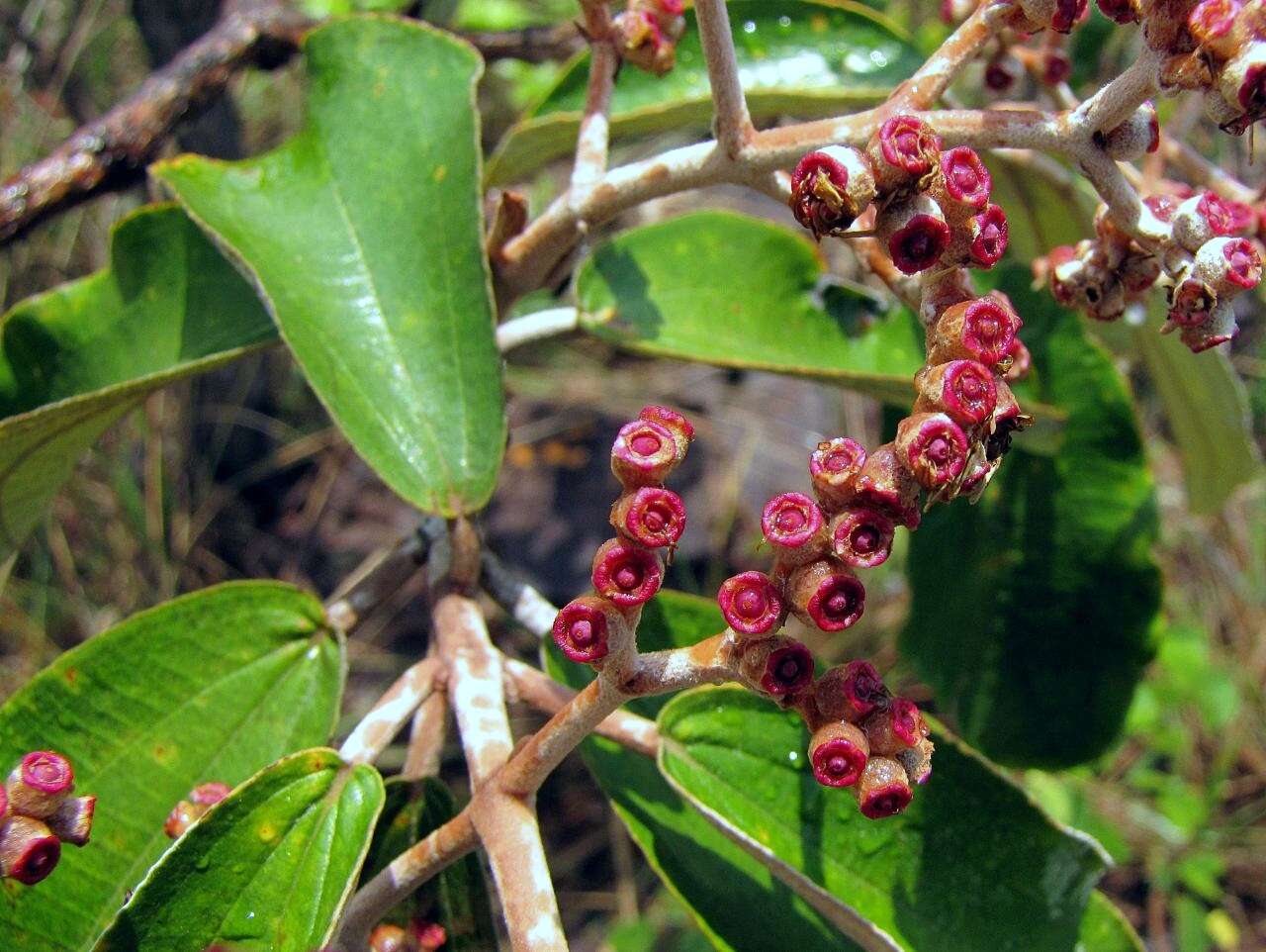 Image of Miconia albicans (Sw.) Steud.