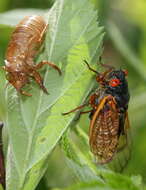 Image of Periodical Cicadas