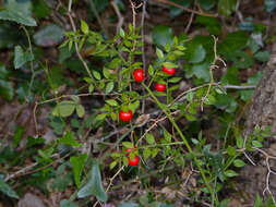 Image of butcher's broom