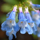 Image of Wilcox's penstemon