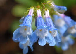 Plancia ëd Penstemon wilcoxii Rydb.