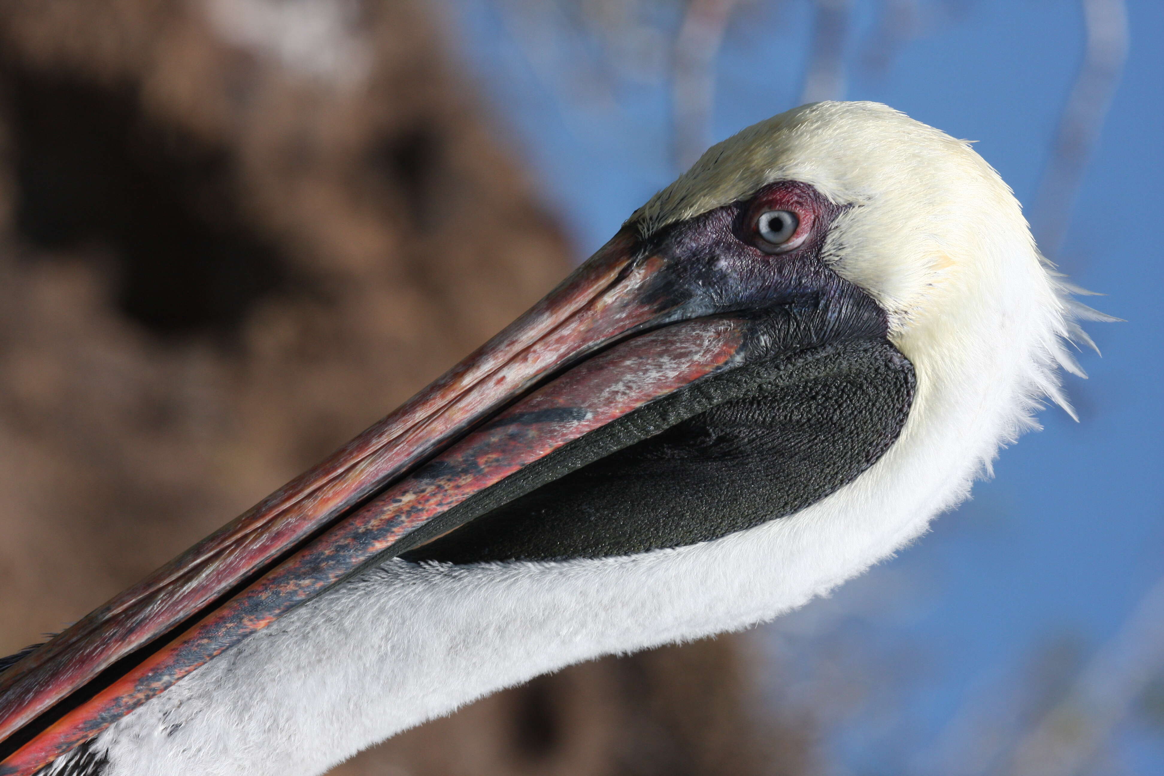 Image of pelicans